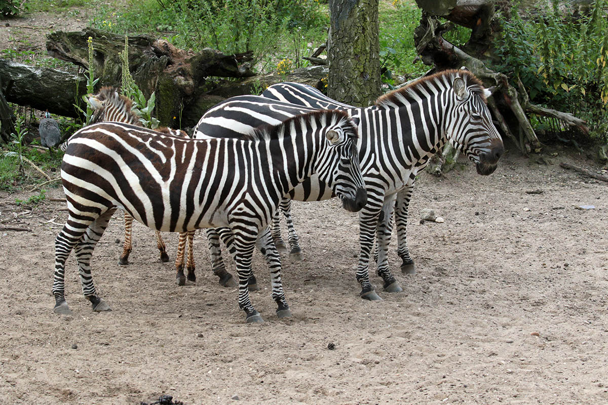 Mountain Zebra